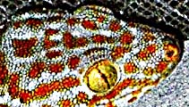 Asienreisender - Tokay Gecko